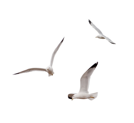 Ring-billed Gulls (Larus delawarensis) on a white background with clipping path