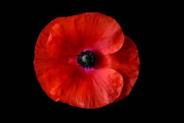 istock Red Poppy Flower Head on a Black Background 1609824423