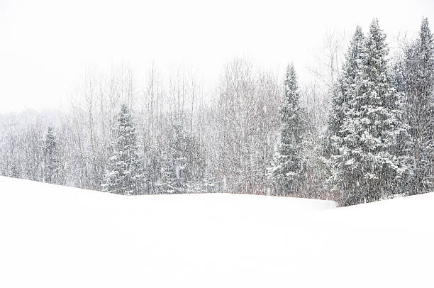 Balsalm fir trees in heavy snow stock photo