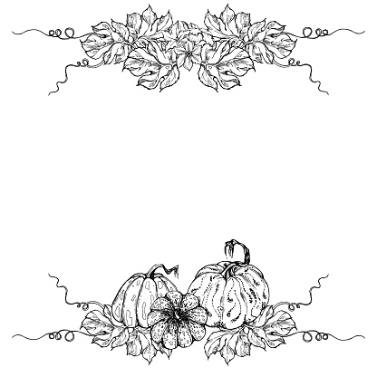 Hand drawn ink vector pumpkin gourd squash. Sketch illustration art for Thanksgiving, Halloween, harvest, farming. Square frame, outline. Design for restaurant menu print, cafe, website, invitation.