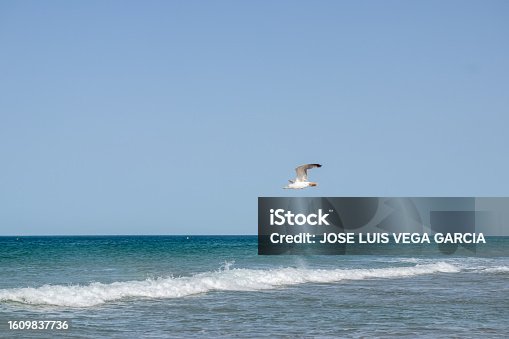 istock Seagulls on the La Barrosa beach in Sancti Petri, in the town of Chiclana de la Frontera in Cadiz, seen at sunrise 1609837736