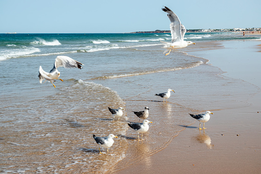 Seagulls on the La Barrosa beach in Sancti Petri, in the town of Chiclana de la Frontera in Cadiz, seen at sunrise