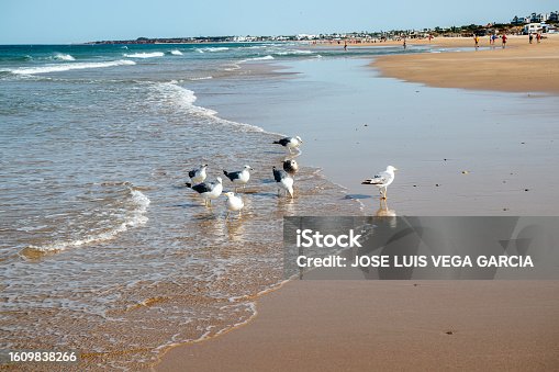 istock Seagulls on the La Barrosa beach in Sancti Petri, in the town of Chiclana de la Frontera in Cadiz, seen at sunrise 1609838266