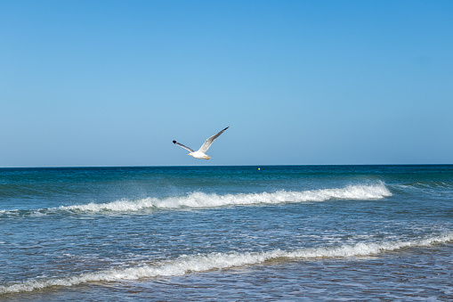 Seagulls on the La Barrosa beach in Sancti Petri, in the town of Chiclana de la Frontera in Cadiz, seen at sunrise