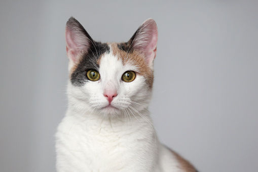 A group of colored kittens, gray, red spotted, on a white background, play, pose for the camera, copyspace