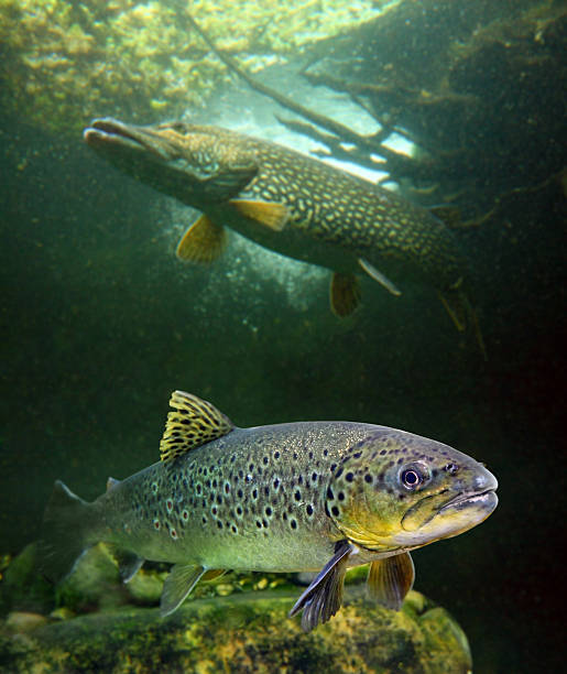 이 브라운송어 및 노던파이크. - brown trout 뉴스 사진 이미지