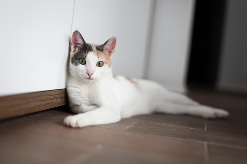 Domestic European shorthair female calico cat, about six months old.
