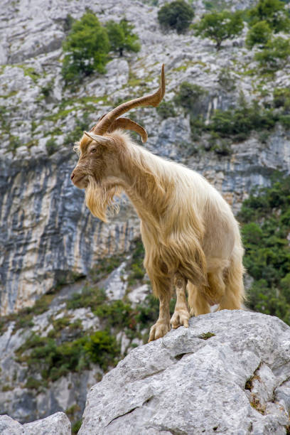 istock a white billy goat with long beard on a rock in front of a rock wall in portrait format 1609859669