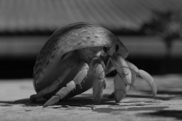 hermit crab walking isolated in black and white color - animals and pets isolated objects sea life imagens e fotografias de stock