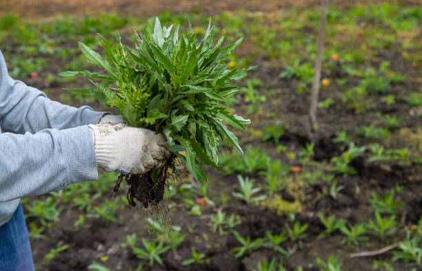 istock Digging up the weed sow thistle in the garden. Selective focus. 1609865191