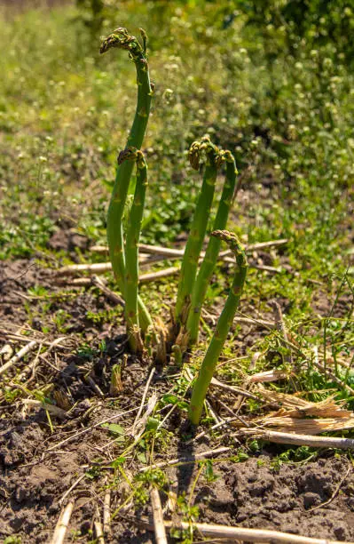 Photo of Asparagus grows in the garden. Selective focus.