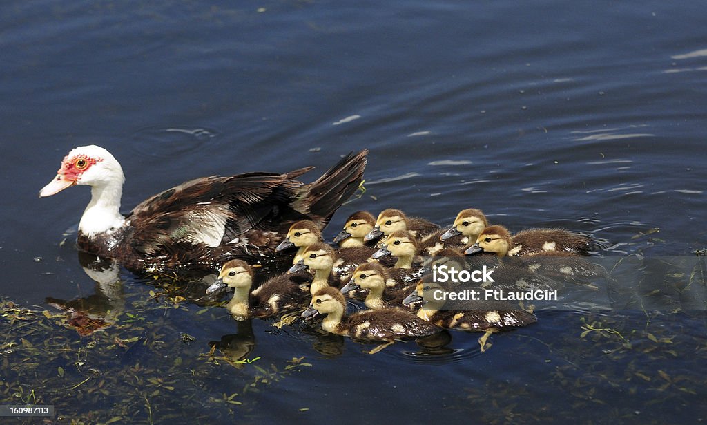 Mãe e bebê fofo uma dúzia de patos no lago - Foto de stock de Animal royalty-free