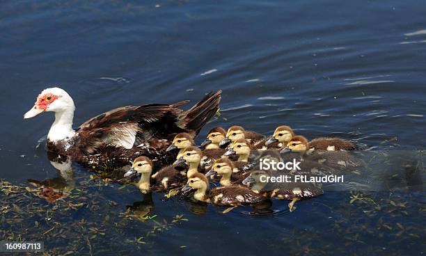 Foto de Mãe E Bebê Fofo Uma Dúzia De Patos No Lago e mais fotos de stock de Animal - Animal, Animal recém-nascido, Animal selvagem