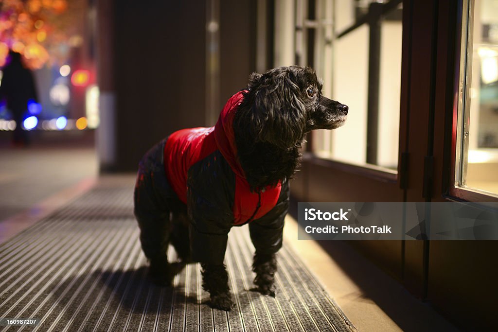 赤い衣装犬 - 犬のロイヤリティフリーストックフォト