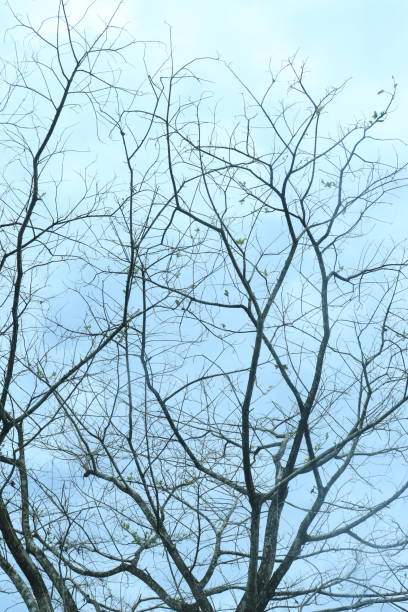 istock Tree Branches without Leaves Retro and clear skies 1609874152