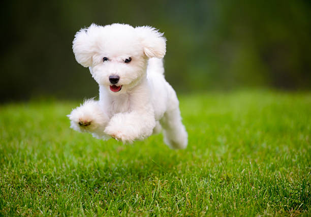 chien heureux course rapide sur la pelouse - animal small pets cute photos et images de collection