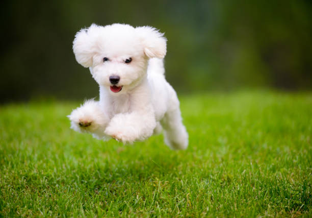 ハッピーな犬高速に起動の芝生 - dog jumping ストックフォトと画像