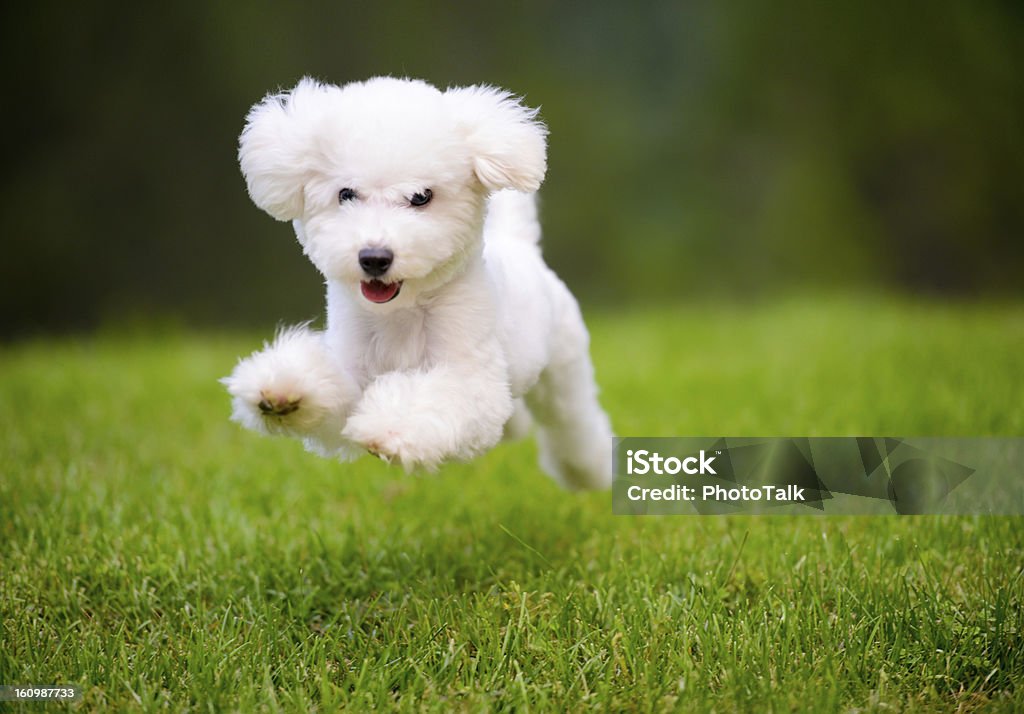 Happy Dog Fast Running On Lawn Dog Stock Photo