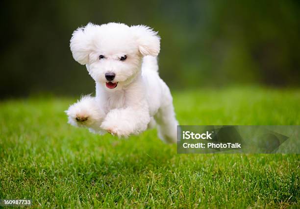 Happy Dog Fast Running On Lawn Stock Photo - Download Image Now - Dog, Puppy, Jumping