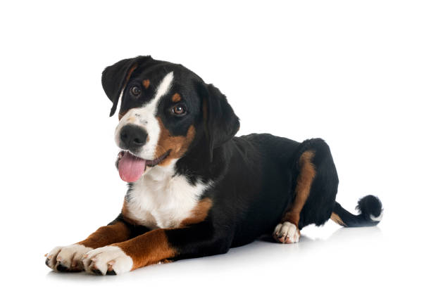 istock puppy Appenzeller Sennenhund 1609888105