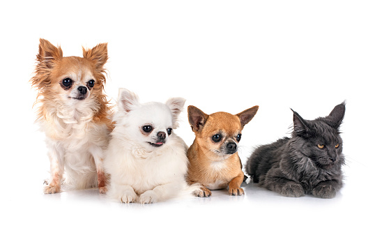 maine coon kitten and chihuahuas in front of white background