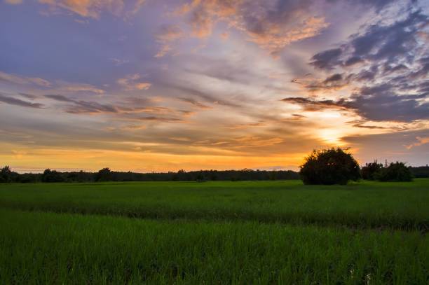 istock View of rice filed with dramatic sunset sky 1609904716