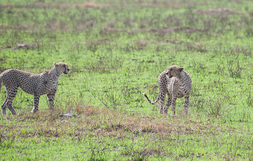 Two cheetah siblings in savannah surroundings. Taken in Serengeti National Park, Tanzania.