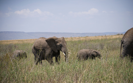 Mother elephant walks het calves through long grass in the mid-day sun. Taken in Serengeti National Park, Tanzania.