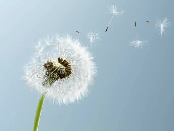 Photo of Close up of seeds blowing from dandelion on blue background