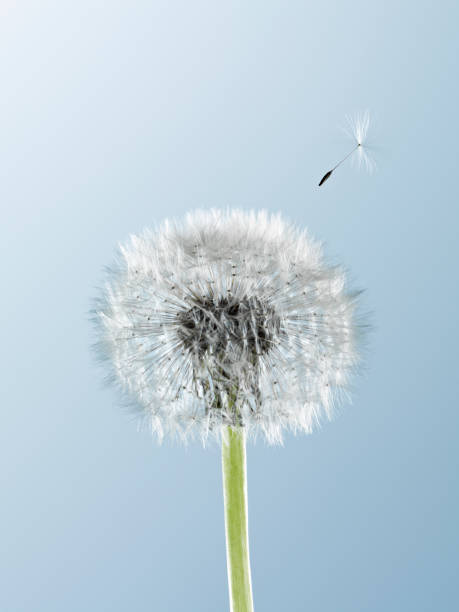 istock Close up of seed blowing from dandelion on blue background 160992036