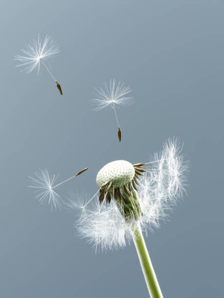 istock Close up of seeds blowing from dandelion on blue background 160992037