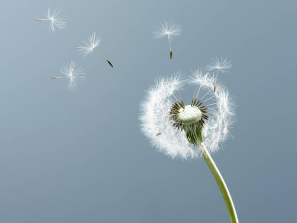 istock Close up of seeds blowing from dandelion on blue background 160992038