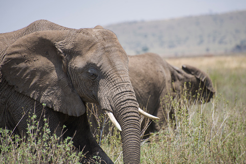 An African elephant walks through vast grassland. Taken in Serengeti National Park, Tanzania.