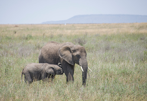 Elephant calf nuzzles it’s mother among long grass in the mid-day sun. Taken in Serengeti National Park, Tanzania.
