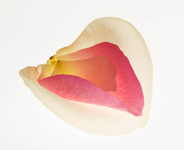 istock Close up of multicolor flower petals 160992111