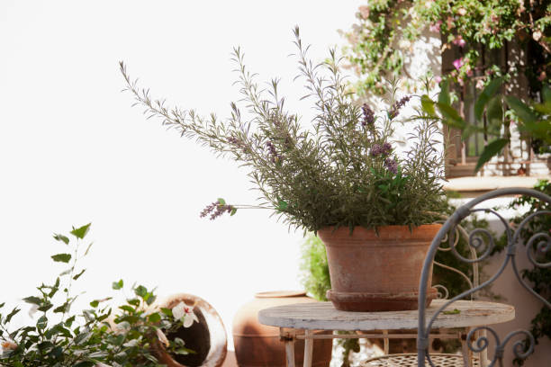 istock Lavender growing in clay pot 160992234