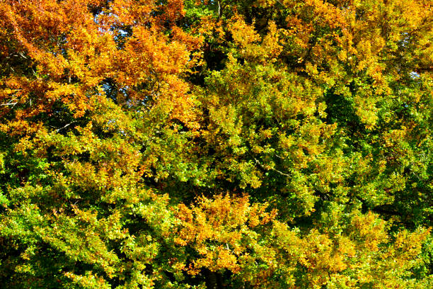 panoramic view to rural landscape with vibrant colored leaves on trees
