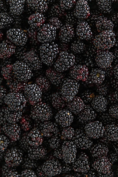istock Group of ripe blackberries in orchard 1609931560