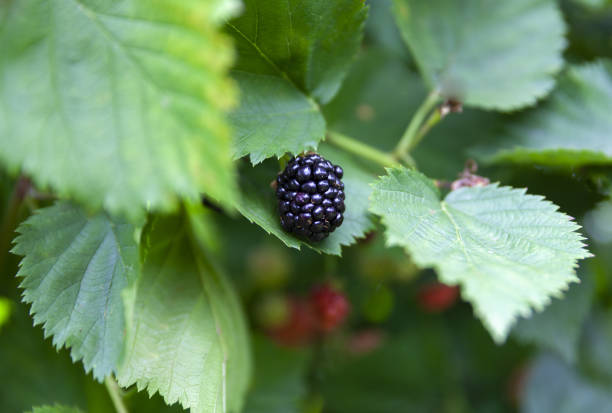 Close up group of ripe blackberries in orchard.