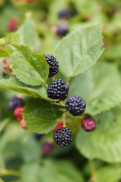 istock Group of ripe blackberries in orchard 1609933684