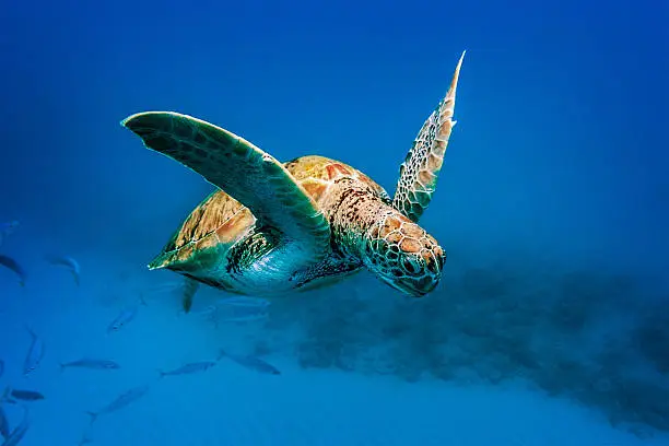 Underwater photo of turtle swimming in Barbados