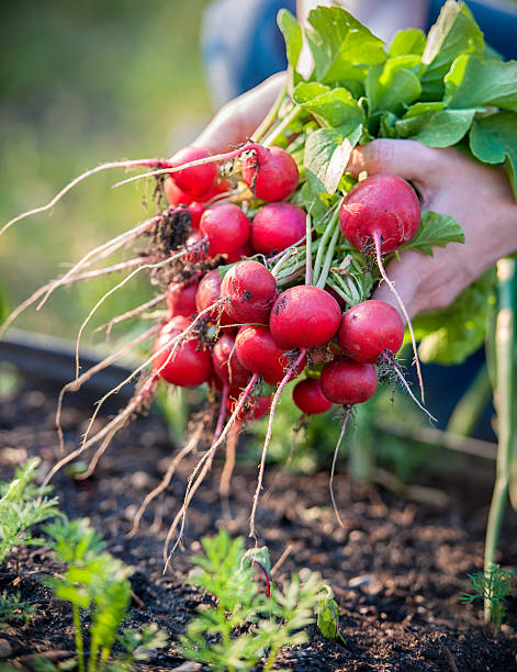 zbierać owoce warzyw - radish bunch red vegetable zdjęcia i obrazy z banku zdjęć