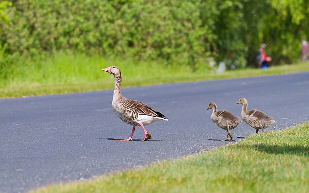 istock Goose family 160995337