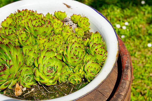 Pile of succulent, Houseleek or Crassulaceae plant is growing in retro obsolete metal basin placed in the grassland on old rusted wooden barrel.