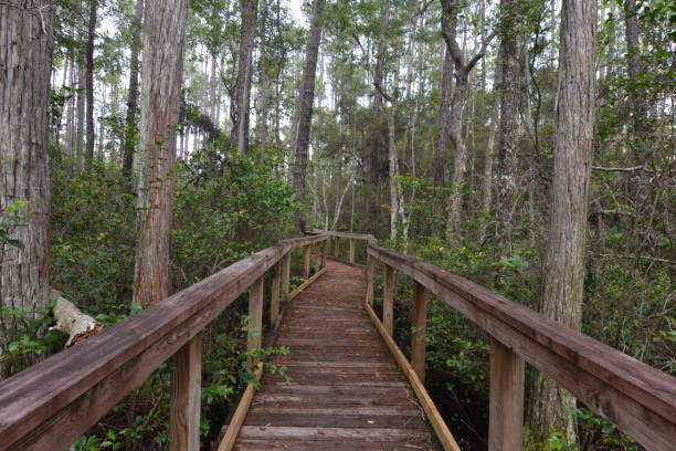 istock another walking board at Adam's wilderness trail 1609958822