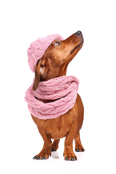 istock dachshund dog dressed into hat and scarf isolated 160997090