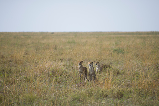 Wild cheetah siblings play among a vast grassy savannah landscape. Taken in Serengeti National Park, Tanzania.