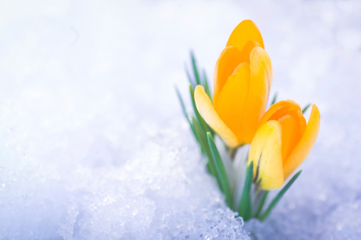 Two yellow crocus flowers in snow
