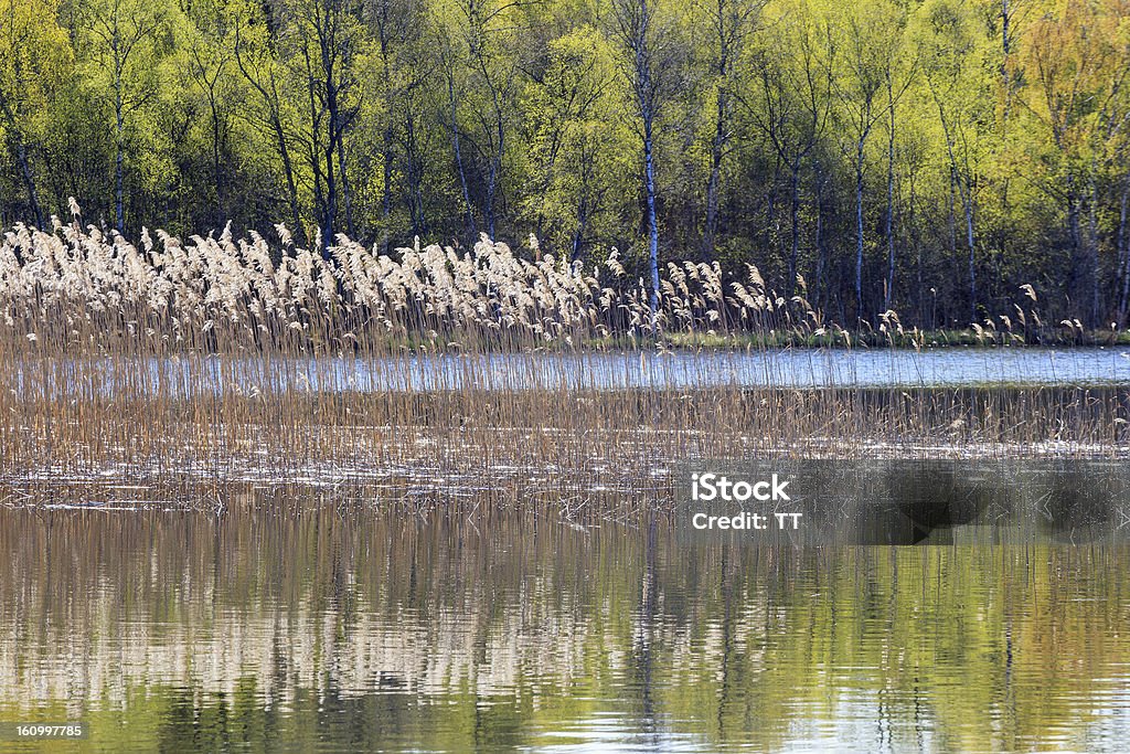 Reeds no lago - Foto de stock de Beleza natural - Natureza royalty-free