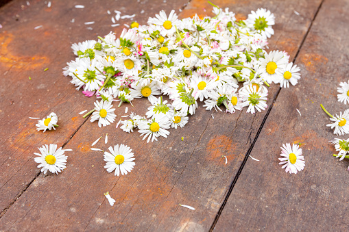 Pile of picked white Daisy flowers placed on wooden barrel planks.